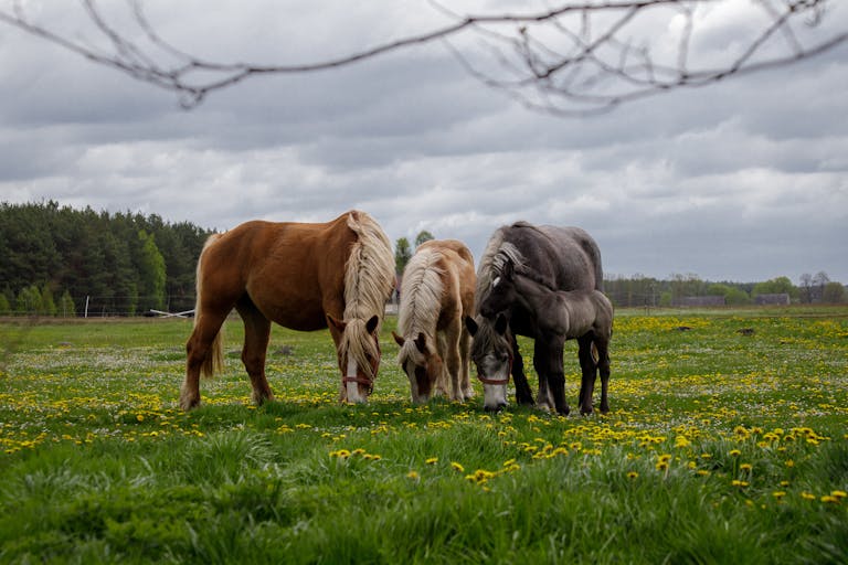 Three horses peacefully grazing in a lush, green meadow under a cloudy sky.