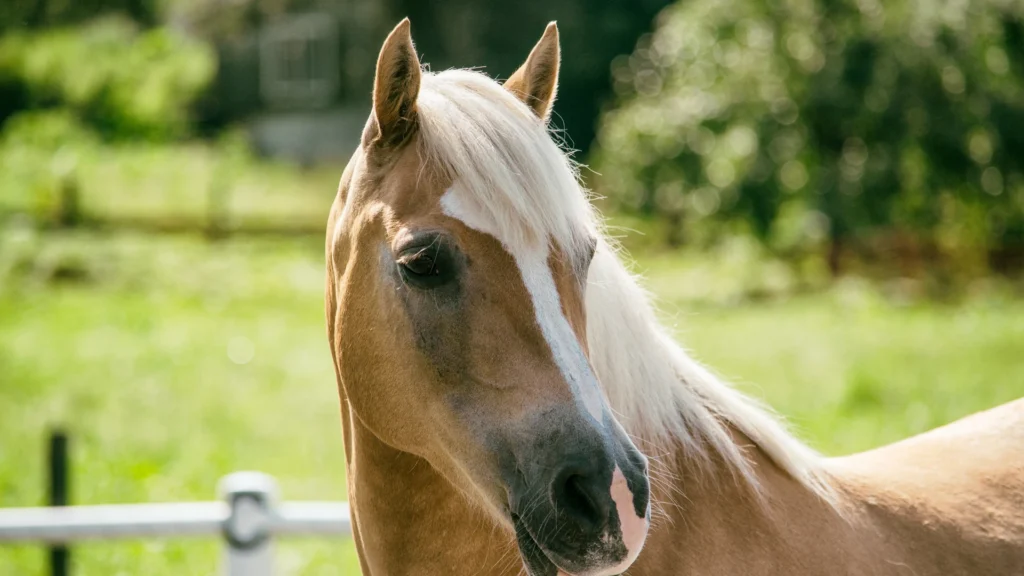Zdrowe jelita